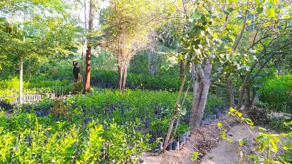 A picture of Garden with trees looking very green and beautiful